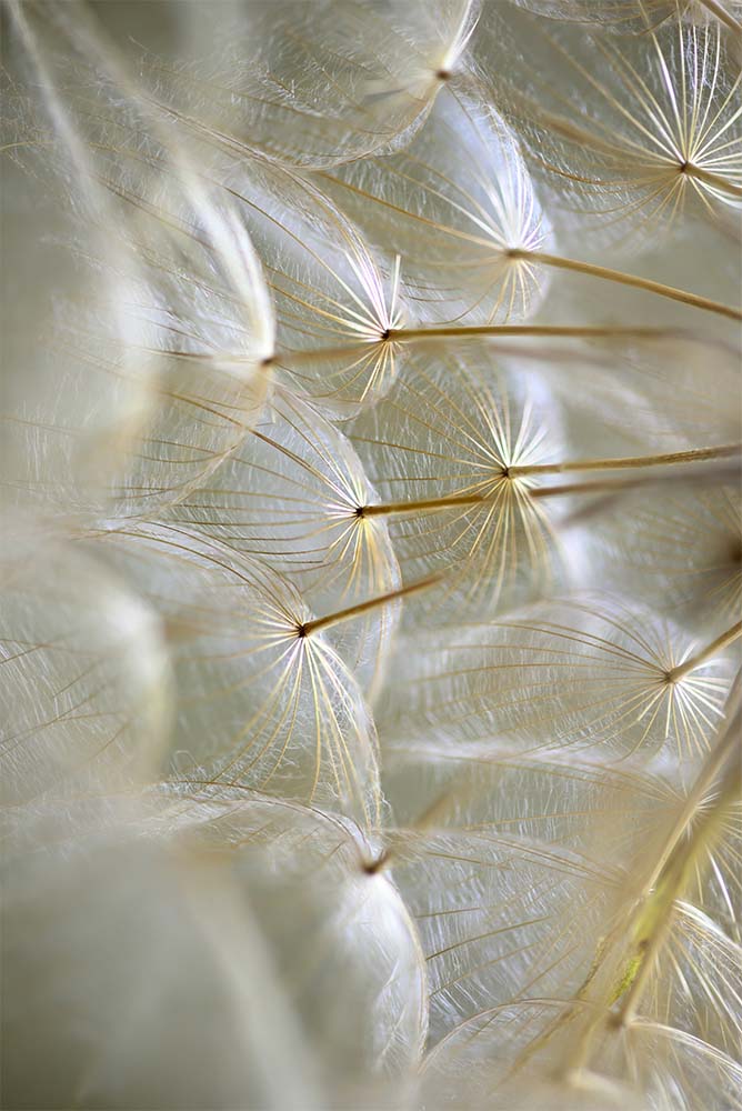 Winged seeds of dandelion head plant